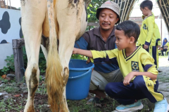 78-SALAH-SATU-SISWA-MEMPERAKTEKAN-CARA-MEMERAH-SUSU